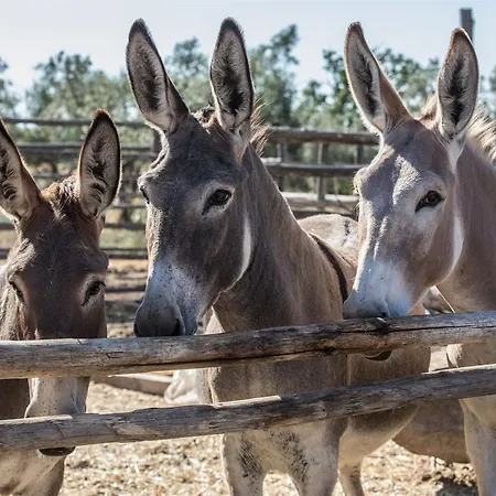 Traldi Farma Vetralla